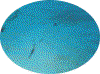 coz17.gif (65243 bytes)