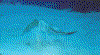 coz18.gif (64356 bytes)